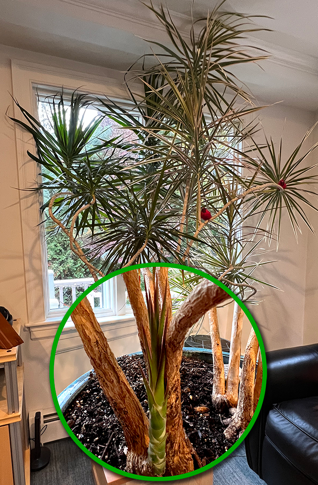 Tommy's Dracaena plant with new growth circled in green